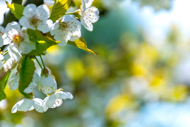 prolet-pexels-asphotography-96627-1
