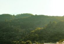 Во Грција, кафето, овошјето и лежалките со лански цени, но сместувањето годинава удира по џебот