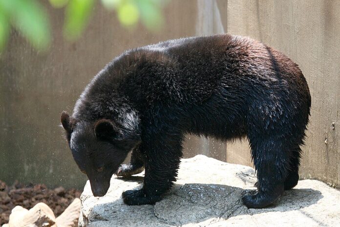 Japanese_black_bear_2