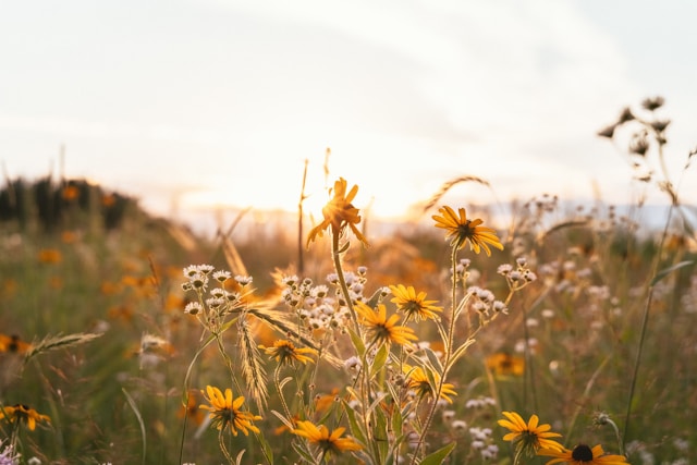 leto sonce hans-FNS6mP4fsIs-unsplash