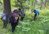 Се утврдува фактичката состојба на старите моликови шуми
