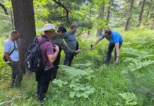 Се утврдува фактичката состојба на старите моликови шуми