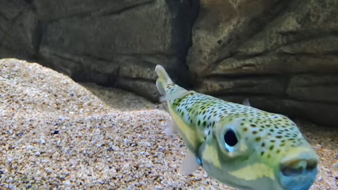 riba zajak video