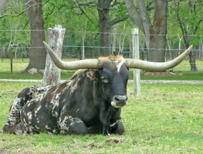 Texas_Longhorn_in_Alvin,_Texas