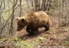 Жител на Курбиново нападнат од мечка додека берел печурки