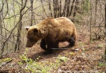 Жител на Курбиново нападнат од мечка додека берел печурки