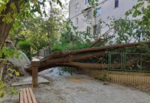 Паднати дрвја и гранки сè уште стојат низ населбите, екипите велат дека работат, но не стигнуваат насекаде