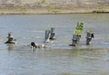 Подводните фонтани во Вардар чекаат спас
