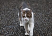 Топлиот удар може да биде фатален за мачките