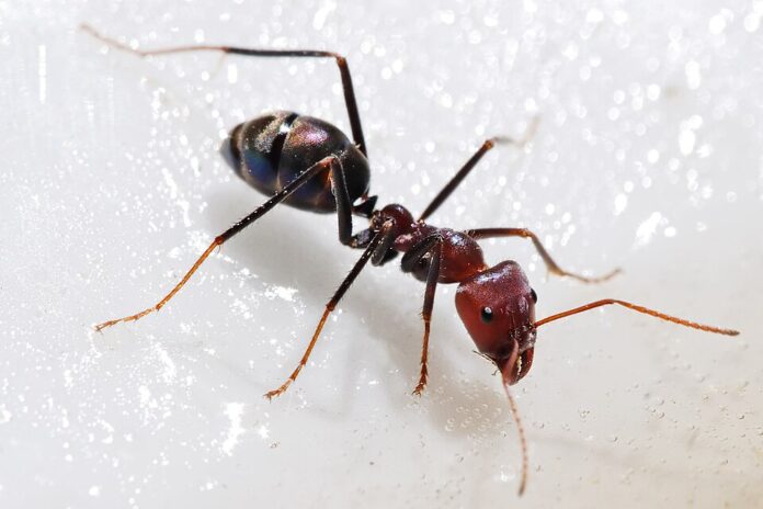 Meat_eater_ant_feeding_on_honey02