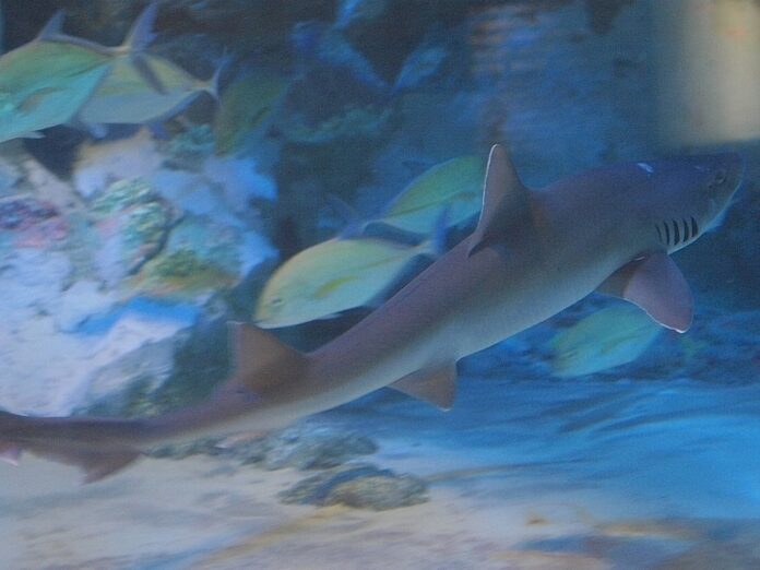 Mustelus_griseus