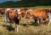 Словенија дава 2.000 евра за крава, Албанија го зголемува извозот, а Македонија станува зависна од увоз