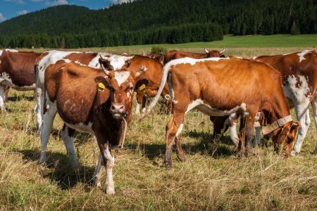 Словенија дава 2.000 евра за крава, Албанија го зголемува извозот, а Македонија станува зависна од увоз