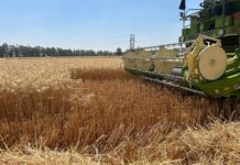 Топлотниот бран ја погоди европската жетва, загуби од 2 милијарди евра