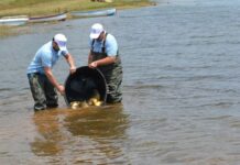 Мавровското Езеро порибено со 460 килограми крап