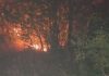 Огромен пожар кај Солун: Повеќе од 100 пожарникари се борат со стихијата, жителите добија итно предупредување