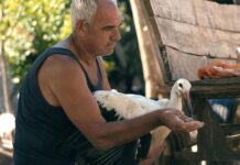 „Силјан“ со две номинации за „Еми“; Продолжува успехот на документарецот на Котевска