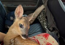 Нежната срна спасена, но со тешки последици сега живее на село, со мало јаре спасено од колење