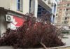 Поројниот дожд урна дрвја низ Скопје: Големо стебло падна на булеварот „Св. Климент Охридски“/ФОТО