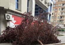 Поројниот дожд урна дрвја низ Скопје: Големо стебло падна на булеварот „Св. Климент Охридски“/ФОТО