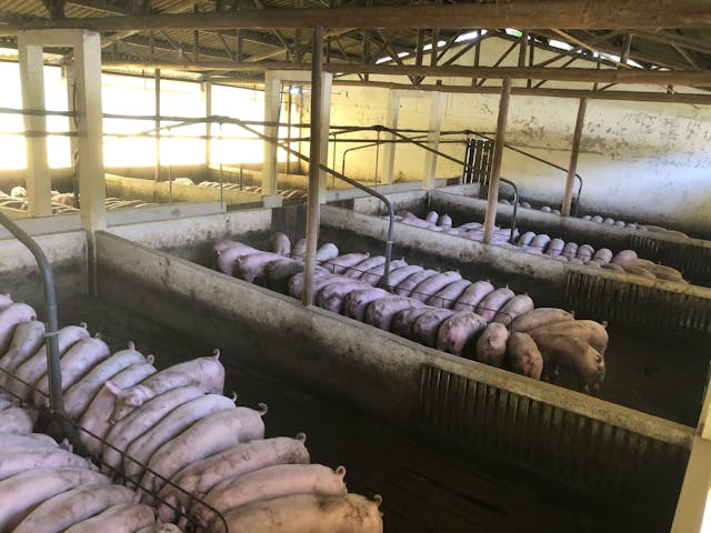 svinji-farma-pexels-barbara-barbosa-2859157-4636983