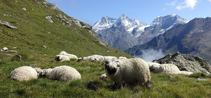 Valais_Blacknose_sheep_in_Zermatt