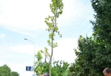 Се уредува зелениот коридор долж улицата „Ѓорче Петров“
