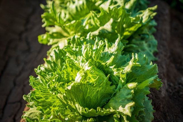 zelena salata pexels-nc-farm-bureau-mark-11679739