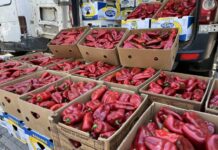 Кој дозволи да бидат извезени пиперките и кој ќе ја плати цената за нарушената доверба кај купувачите?