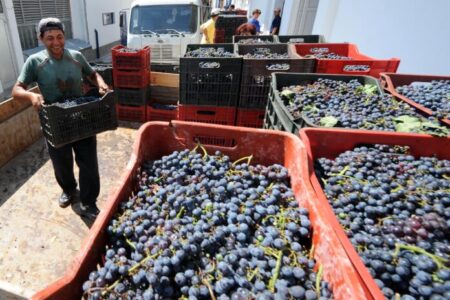 На 30 илјади евра заработка, лозарите губат 3.000 евра ако сакаат исплата веднаш