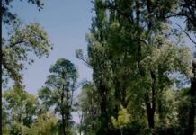 Повторно му се враќа сјајот на Градскиот парк
