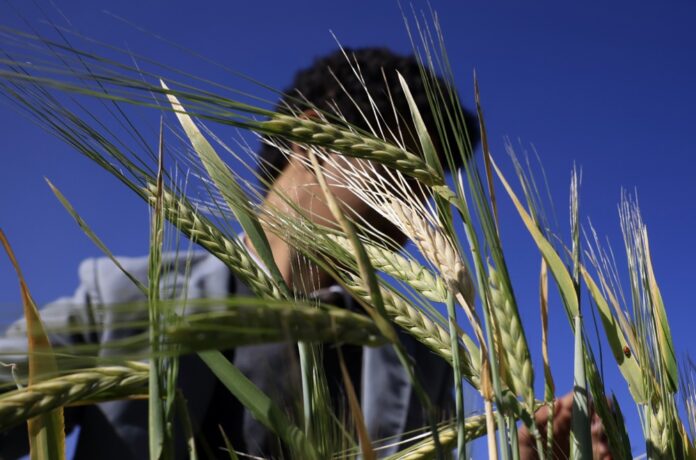FAO plan to support over nine million people in Yemen