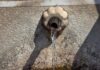 Гостиварци, конечно, добија безбедна вода за пиење – ќе ја пуштат ли чешмата без страв?