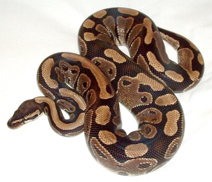 Ball_python_lucy