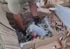 АКЦИЈАТА „ВАРДАРИС“ ЈА ОТКРИ „ПРАТКАТА“: Од Македонија тргнала „хартија“, во Грција нашле 324 кила марихуана