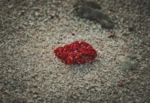 Грците уапсија италијански шверцери на црвени корали кај Скопелос: Пленот вреди 800.000 евра/ФОТО