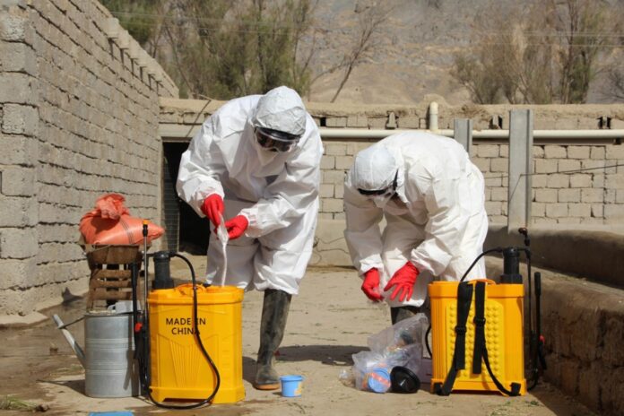 Authorities in collaboration with WHO spray livestocks ahead of Eid al-Adha in Kandahar