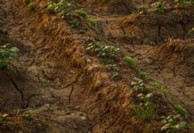 Нивите бараат повеќе вода, а има сè помалку род – луѓето се плашат од нови поскапувања