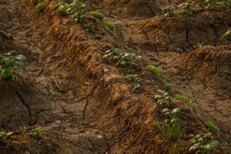 Нивите бараат повеќе вода, а има сè помалку род – луѓето се плашат од нови поскапувања