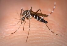 Во Србија регистрирани првите два случаи на западнонилска треска