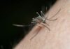 Вирусот на западнонилска треска се шири во Србија: Во Војводина се потврдени првите три случаи