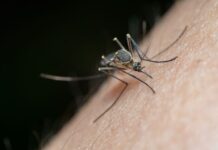 Вирусот на западнонилска треска се шири во Србија: Во Војводина се потврдени првите три случаи