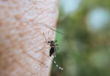Западнонилската треска зема уште ден живот, петта жртва од вирусот во земјава