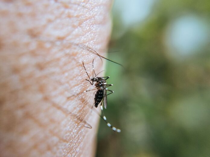 komarec virus pexels-ravikant-5254061
