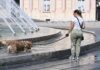 Сопствениците на кучиња прават опасна грешка во лето: „Решението е неверојатно едноставно“