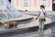 Сопствениците на кучиња прават опасна грешка во лето: „Решението е неверојатно едноставно“
