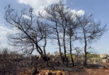 Пожарите не смеат да станат бизнис, забрана за комерцијална сеча