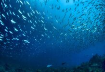 Океаните „вријат: Морските топлотни бранови влијаат на копното и им даваат енергија на бурите