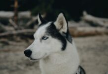 „Ќе станеш ли, Ева?“: Кога хаски ќе реши дека останува на плажа – сите напори се залудни/ВИДЕО