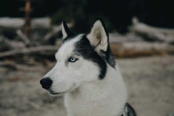 pexels-pnw-prod-9354627